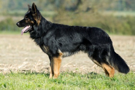 long-coated-german-shepherd-male