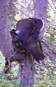 An abandoned saddle resting in a trail-side tree